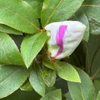 ツツジ,ツツジ,ツツジ,雪柳（ゆきやなぎ）,やっと咲き始めましたの画像