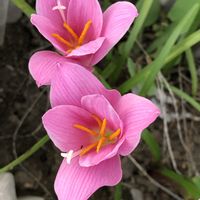ゼフィランサス,庭の画像