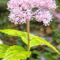 ツワブキ,ツワブキ,バーベナ,ミヤコワスレ,綿毛の画像