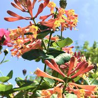 スイカズラ,スイカズラ,ハニーサックル,花のある暮らし,緑のある暮らしの画像