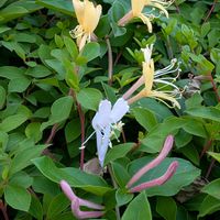 スイカズラ,デュランタ,ウズアジサイ,アゲハ（ナミアゲハ）,黄花ヒルザキツキミソウの画像