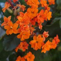 カランコエ,カランコエ,八重咲きカランコエ,月曜日にビタミンカラー,月曜日は元気色の花の画像