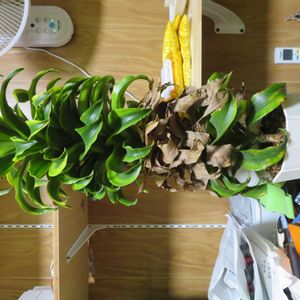 ドラセナ,ドラセナ・トルネード,観葉植物,癒し,インテリアグリーンの画像