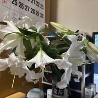 カサブランカ,カサブランカ 白,ベランダの画像