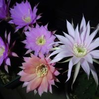 　エキノプシス属,多肉植物,観葉植物,100均,ダイソーの画像