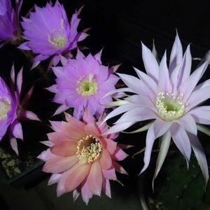 　エキノプシス属,多肉植物,観葉植物,100均,ダイソーの画像