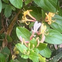 キリンソウ,キリンソウ,スイカズラ,スイカズラ,ニゲラの画像