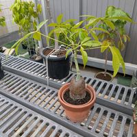 パキラ,熱帯植物の画像