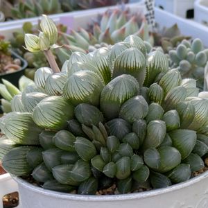 多肉植物,葉挿し,多肉寄せ植え,実生苗,葉挿しっ子の画像
