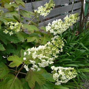 カシワバアジサイ,季節の花,お隣の庭,フェンスの画像