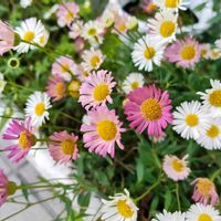 初夏の花,エリゲロン,ペラペラヨメナ,源平小菊の画像