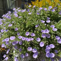 コンボルブルス,コンボルブルス・サバティウス,筑波実験植物園,青紫色の花,花に癒されての画像