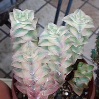 南十字星,#多肉植物,南向きの軒下,玄関アプローチの画像