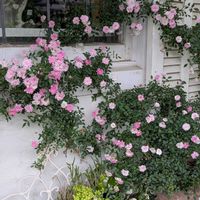 セダム,ラベンダー,丸葉万年草,ピエールドゥロンサール,プリンセスピーチの画像