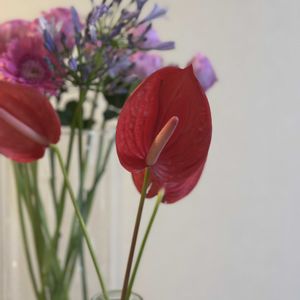 アンスリウム,お花屋さん,花のある暮らし,ガラスの花瓶,町のお花屋さんの画像