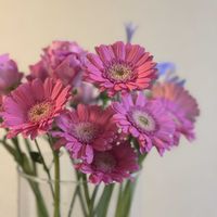 ガーベラ,ガーベラ,お花屋さん,花のある暮らし,ガラスの花瓶の画像