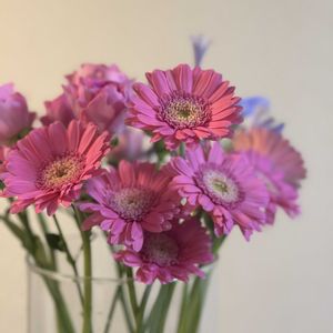 ガーベラ,ガーベラ,お花屋さん,花のある暮らし,ガラスの花瓶の画像