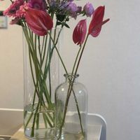 アガパンサス,アンスリウム,ガーベラ,お花屋さん,花のある暮らしの画像