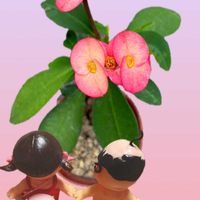 キンシバイ,ハナキリン,実家のお花,田んぼの風景,ｵｹﾂの日の画像