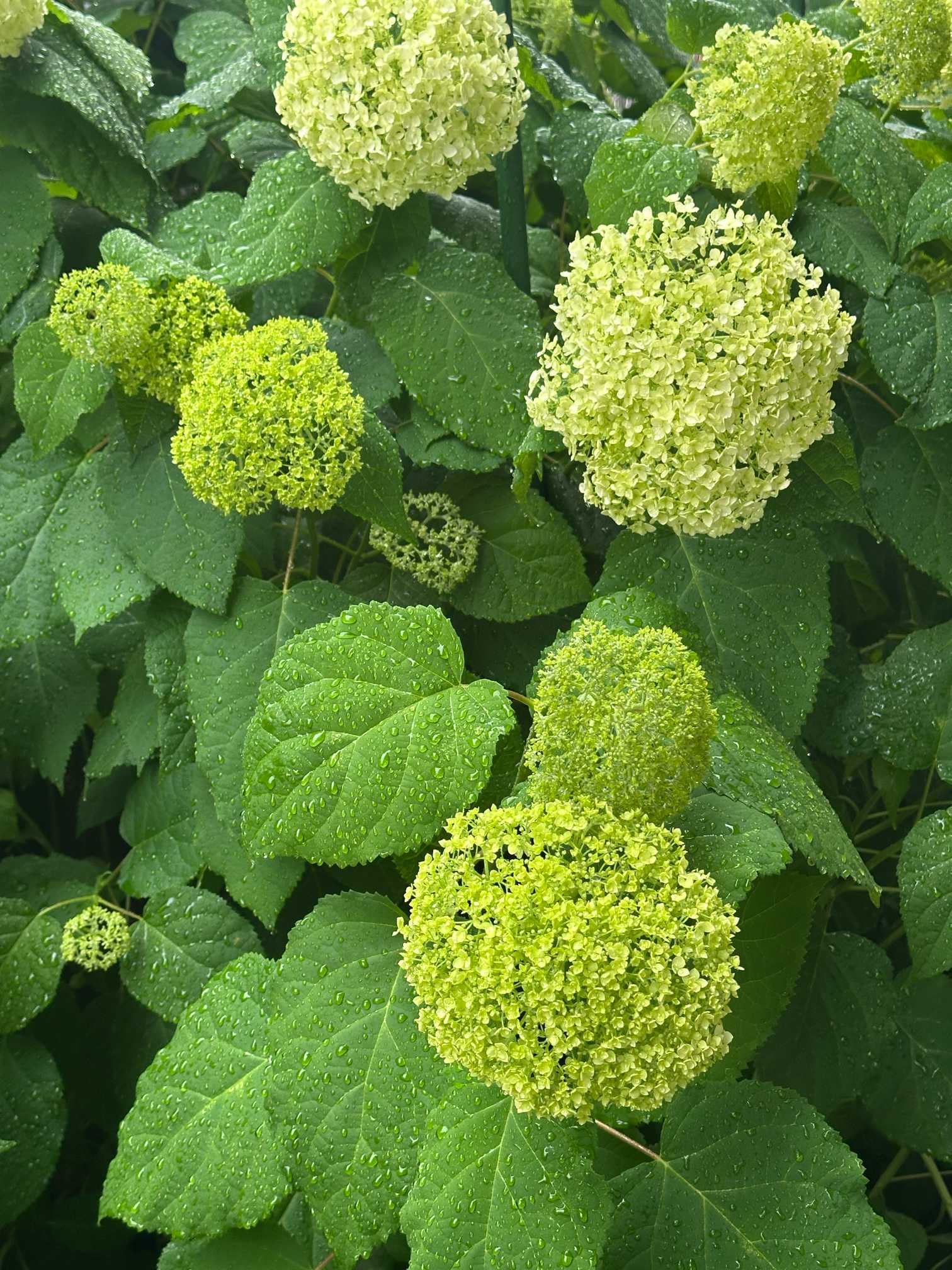 5月の庭のお花たち2026｜🍀GreenSnap（グリーンスナップ）