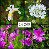 シャクヤク,シラン,サツキ,オルレア,サラサドウダンの画像