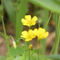 カタバミ,カタバミ,幸せの黄色いお花,Juneの会,月曜日は元気色の花の画像