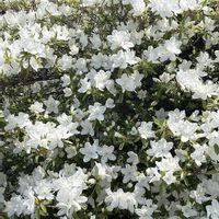 ツツジ,リュウキュウツツジ,登山,今日の一枚,花のある暮らしの画像