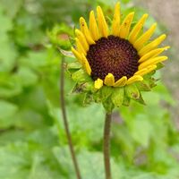 ウメ,クチナシ,百日草,ミニひまわり,チーム愛知の画像
