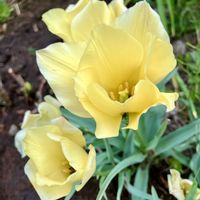 チューリップ,チューリップ,原種系ミニチューリップ,黄色い花,癒しの画像