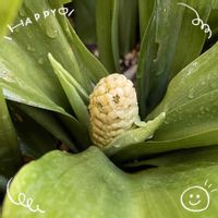 オモト,スイカズラ,トレニア,ベゴニア,ジニアプロフュージョンの画像