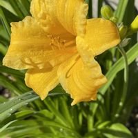 アジサイ,イエローサルタン,エニシダ,ニチニチソウ,ヒペリカムの画像