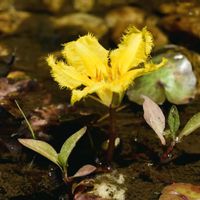 アサザ,山野草,水生植物,絶滅危惧種,ミツガシワ科の画像
