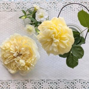 ザ・ピルグリム,dryflower*,ドライフラワー,シリカゲル,大好きな薔薇♡の画像
