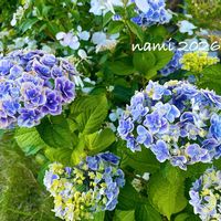 アジサイ,紫陽花,アジサイ　恋の魔法,放置栽培,ずぼらガーデナーの画像