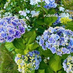アジサイ,紫陽花,アジサイ　恋の魔法,放置栽培,ずぼらガーデナーの画像