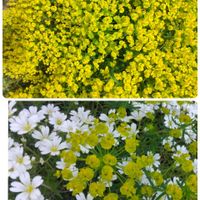イチョウ,お月様,札幌からの画像