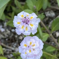 イワダレソウの画像