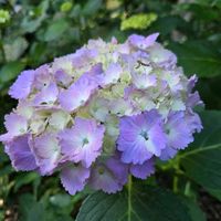 アジサイ,紫陽花,家庭菜園,庭の画像
