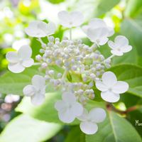 ノリウツギ,かわいいな♡,植物のある暮らし,植中毒,おうち園芸の画像