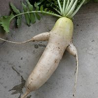 ダイコンの画像