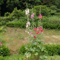 タチアオイ,植栽の画像