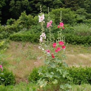 タチアオイ,植栽の画像