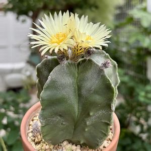 サボテン,鸞鳳玉,アストロフィツム複隆鸞鳳玉,多肉植物,鉢植えの画像