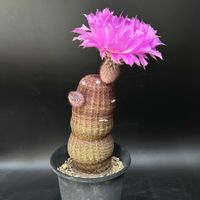 サボテン,多肉植物,観葉植物,塊根植物,コーデックスの画像