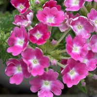 宿根バーベナ,ピンクの花,平和を願う☆,いつまでも友達でいよう♡の画像