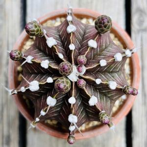 サボテン,牡丹玉,多肉植物,鉢植え,ダイソーの画像