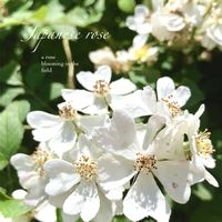 ノイバラ,散歩道,野バラ,花のある暮らし,緑のある暮らしの画像