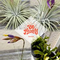 ハエトリソウ,チランジア マグヌシアーナ,チランジア フクシー・グラシリス,my plants,おうち園芸の画像