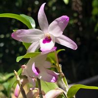 セッコク,デンドロビウム,季節の花,石斛,セッコク 長生蘭の画像