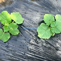 かぼちゃ,かぼちゃ,カボチャ,岩手県,タネラーさん集合の画像